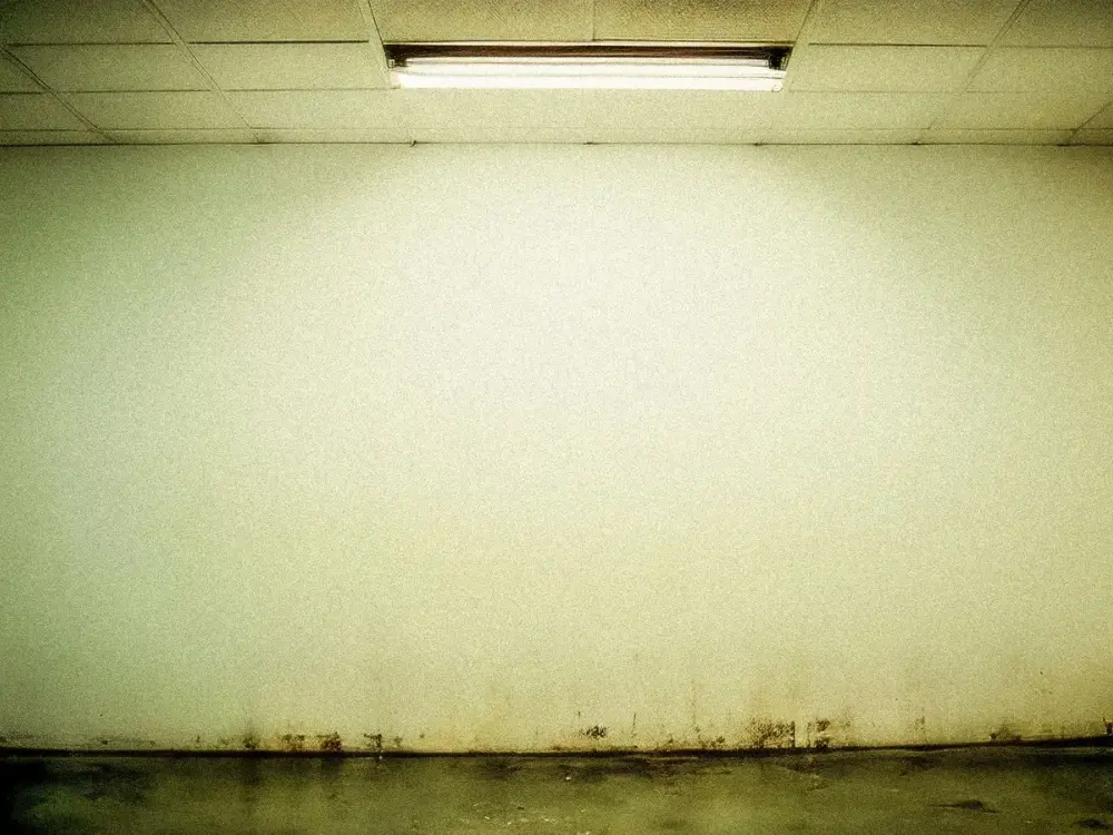 A moisture-stained interior wall where mold takes hold